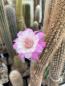 Preview: Cleistocactus horstii